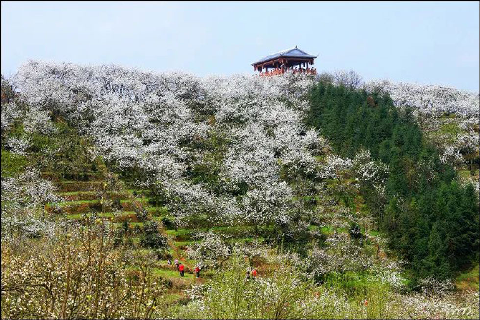 【春天，广西桂林灌阳县向您发出邀请！】我们在灌阳看梨花 - 游山玩水 - 陇南生活社区 - 陇南28生活网 ln.28life.net