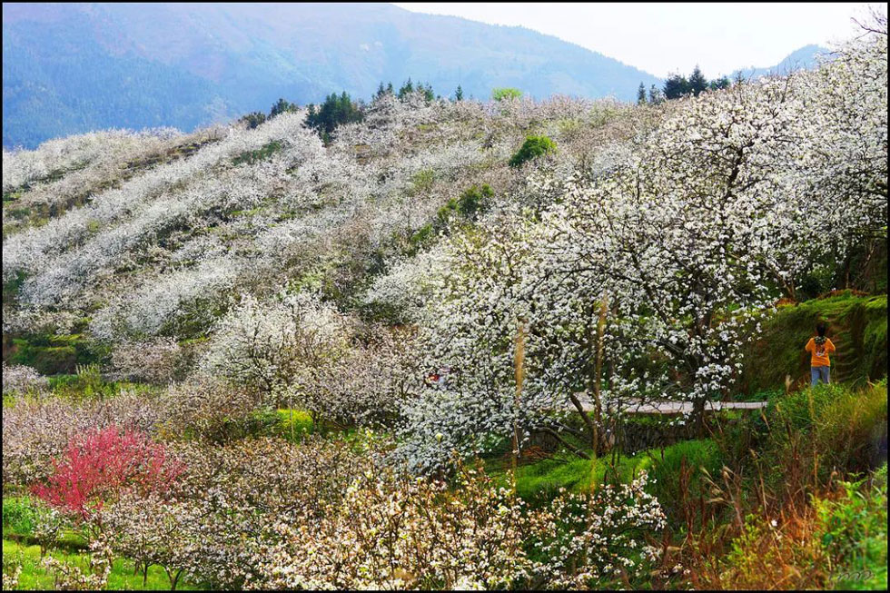 【春天，广西桂林灌阳县向您发出邀请！】我们在灌阳看梨花 - 游山玩水 - 陇南生活社区 - 陇南28生活网 ln.28life.net