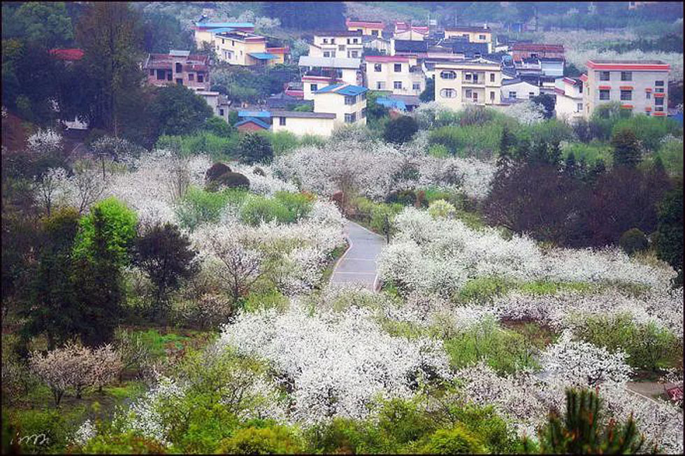 【春天，广西桂林灌阳县向您发出邀请！】我们在灌阳看梨花 - 游山玩水 - 陇南生活社区 - 陇南28生活网 ln.28life.net
