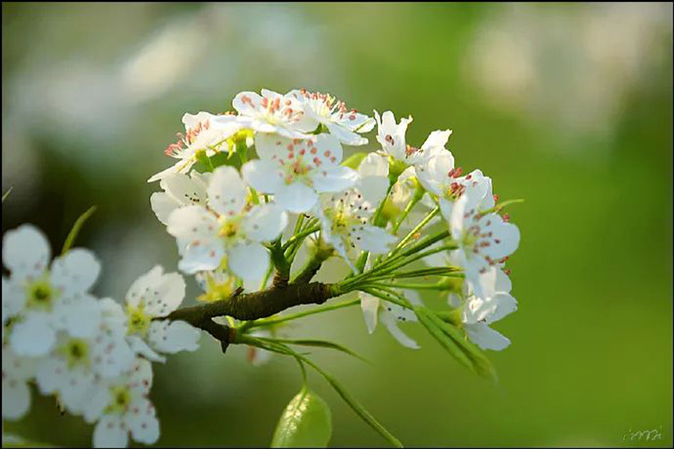 【春天，广西桂林灌阳县向您发出邀请！】我们在灌阳看梨花 - 游山玩水 - 陇南生活社区 - 陇南28生活网 ln.28life.net