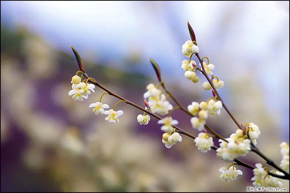 【春天,广西桂林灌阳县向您发出邀请!】米珠山前有片山苍子花在飘香 - 游山玩水 - 陇南生活社区 - 陇南28生活网 ln.28life.net