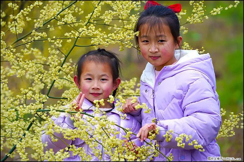 【春天,广西桂林灌阳县向您发出邀请!】米珠山前有片山苍子花在飘香 - 游山玩水 - 陇南生活社区 - 陇南28生活网 ln.28life.net