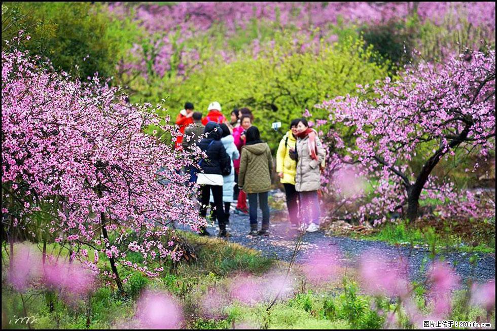 【春天，广西桂林灌阳县向您发出邀请！】官庄村有个醉美的桃花园 - 游山玩水 - 陇南生活社区 - 陇南28生活网 ln.28life.net