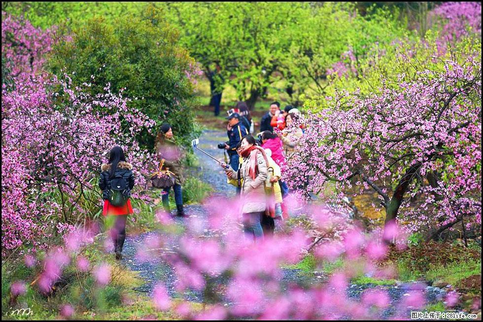 【春天，广西桂林灌阳县向您发出邀请！】官庄村有个醉美的桃花园 - 游山玩水 - 陇南生活社区 - 陇南28生活网 ln.28life.net