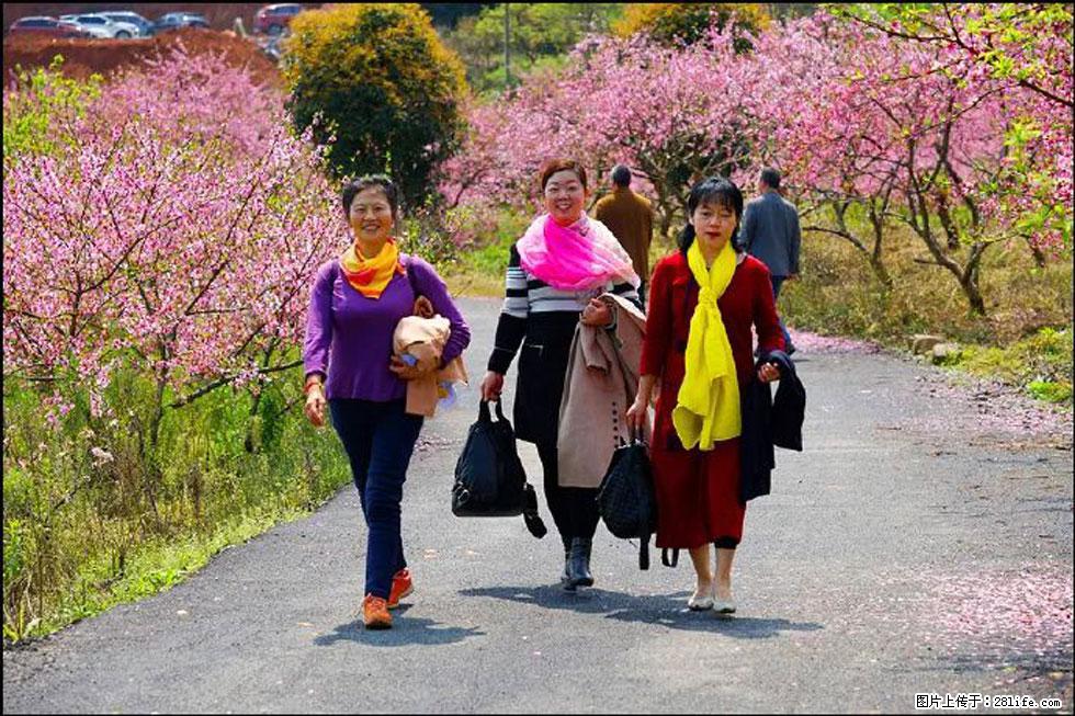 【春天，广西桂林灌阳县向您发出邀请！】官庄村有个醉美的桃花园 - 游山玩水 - 陇南生活社区 - 陇南28生活网 ln.28life.net