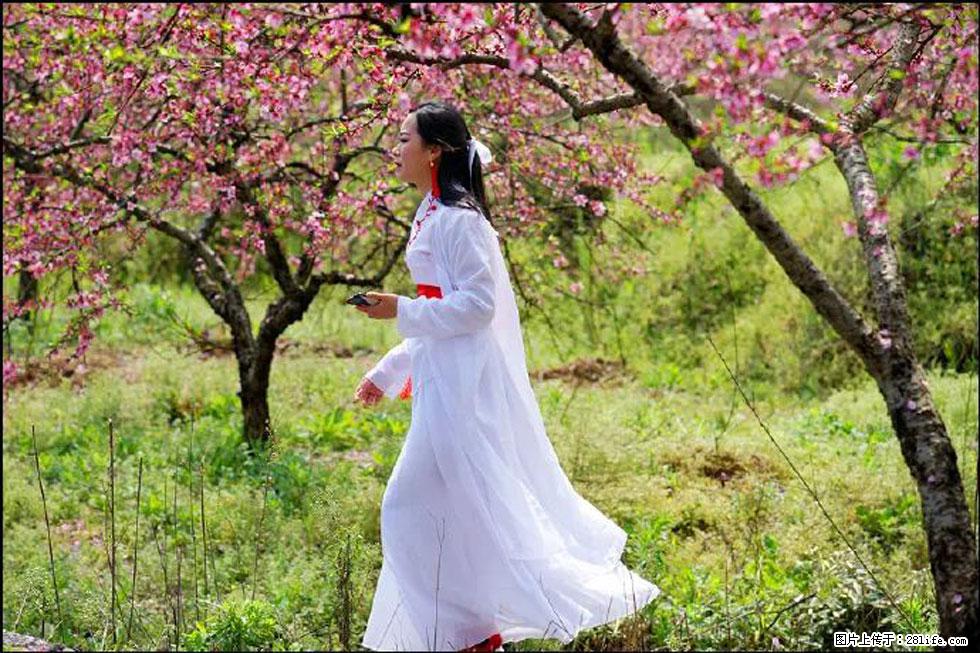 【春天，广西桂林灌阳县向您发出邀请！】官庄村有个醉美的桃花园 - 游山玩水 - 陇南生活社区 - 陇南28生活网 ln.28life.net