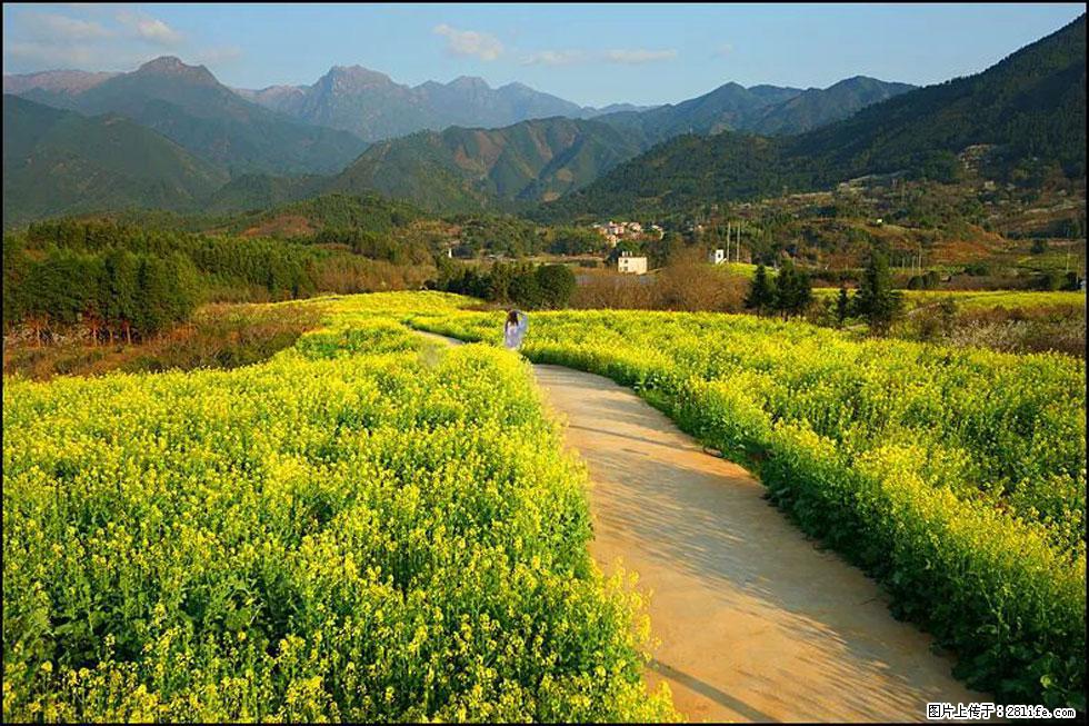 【春天，广西桂林灌阳县向您发出邀请！】长坪村油菜盛情花开 - 游山玩水 - 陇南生活社区 - 陇南28生活网 ln.28life.net