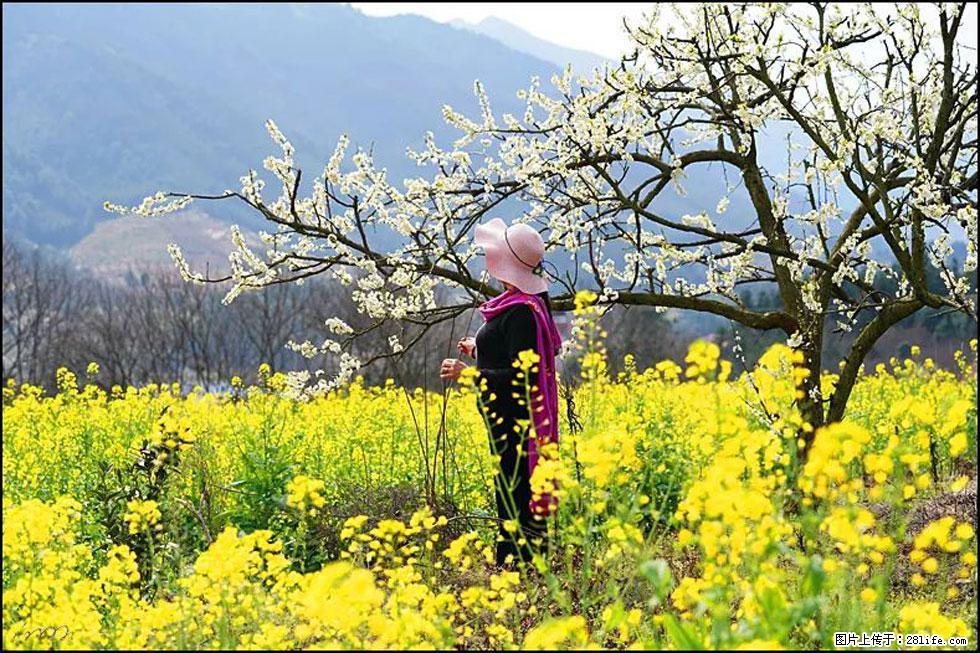 【春天，广西桂林灌阳县向您发出邀请！】长坪村油菜盛情花开 - 游山玩水 - 陇南生活社区 - 陇南28生活网 ln.28life.net
