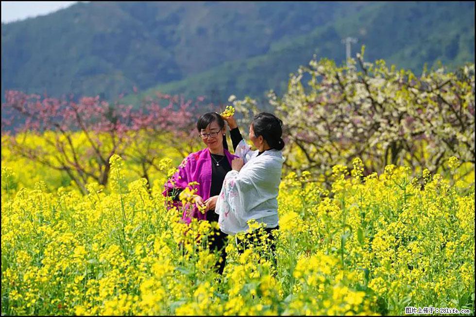 【春天，广西桂林灌阳县向您发出邀请！】长坪村油菜盛情花开 - 游山玩水 - 陇南生活社区 - 陇南28生活网 ln.28life.net