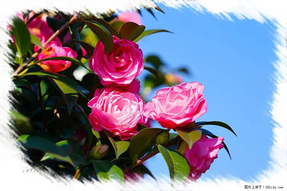 【春天，广西桂林灌阳县向您发出邀请！】杨柳井茶花惹人爱 - 游山玩水 - 陇南生活社区 - 陇南28生活网 ln.28life.net