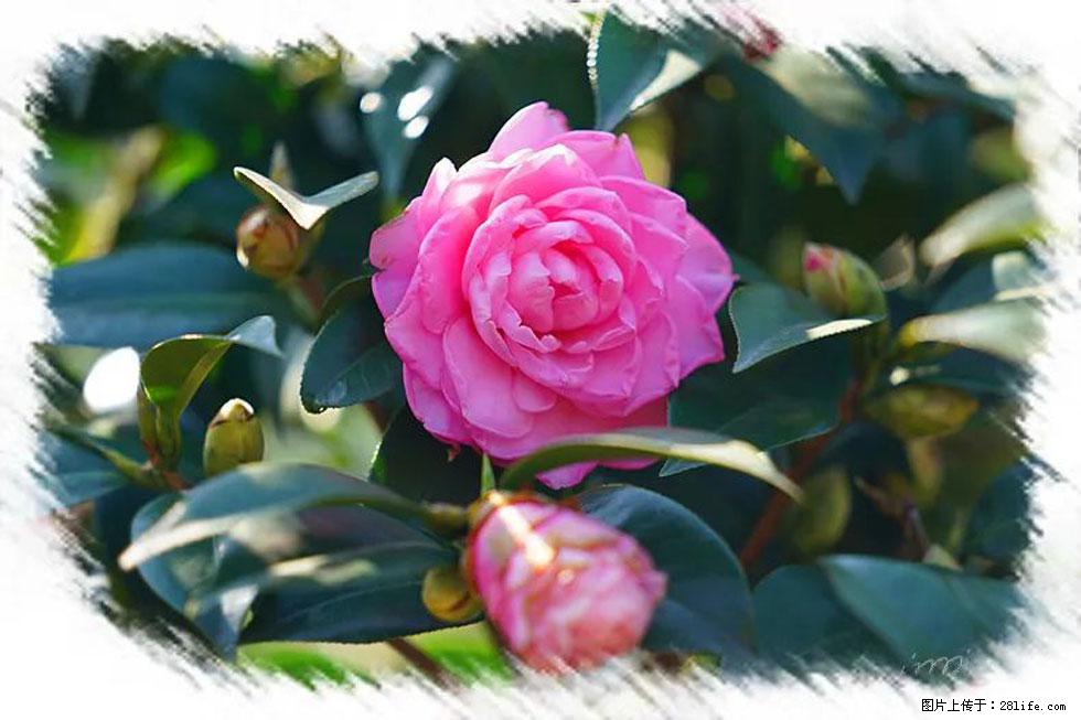 【春天，广西桂林灌阳县向您发出邀请！】杨柳井茶花惹人爱 - 游山玩水 - 陇南生活社区 - 陇南28生活网 ln.28life.net