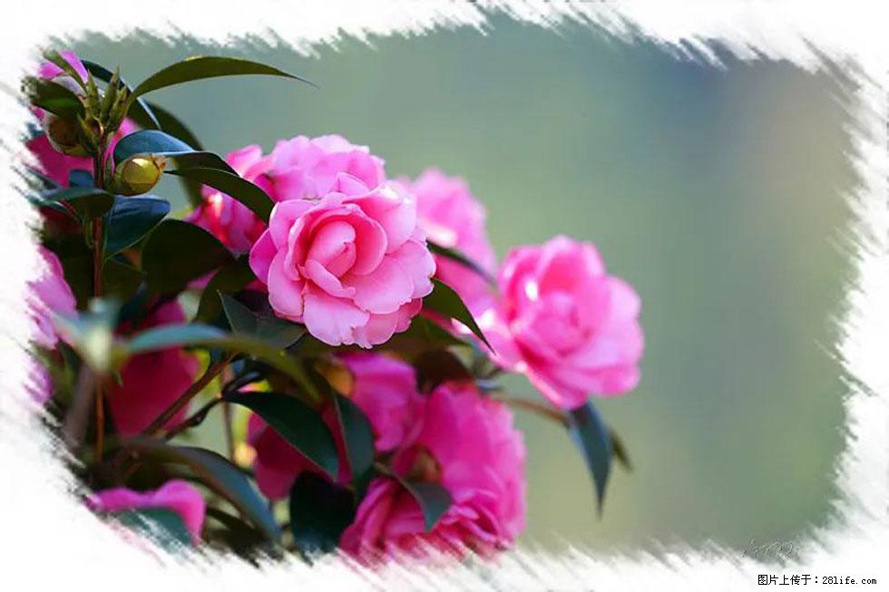 【春天，广西桂林灌阳县向您发出邀请！】杨柳井茶花惹人爱 - 游山玩水 - 陇南生活社区 - 陇南28生活网 ln.28life.net