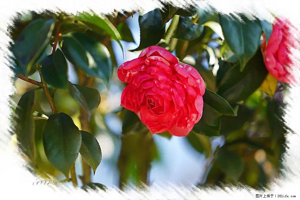 【春天，广西桂林灌阳县向您发出邀请！】杨柳井茶花惹人爱 - 游山玩水 - 陇南生活社区 - 陇南28生活网 ln.28life.net