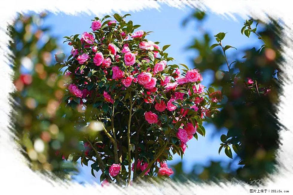 【春天，广西桂林灌阳县向您发出邀请！】杨柳井茶花惹人爱 - 游山玩水 - 陇南生活社区 - 陇南28生活网 ln.28life.net