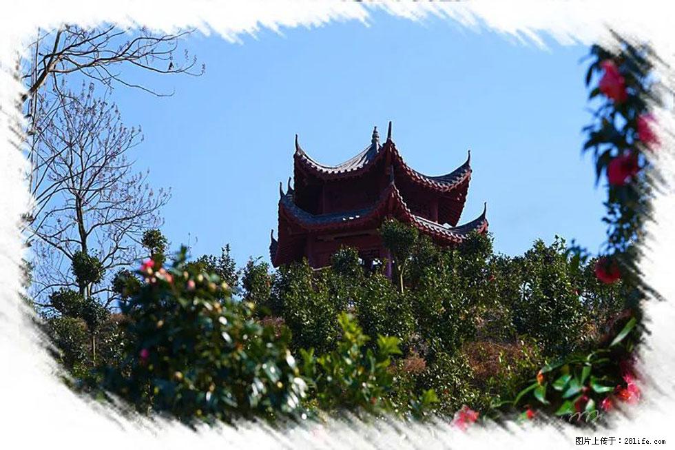 【春天，广西桂林灌阳县向您发出邀请！】杨柳井茶花惹人爱 - 游山玩水 - 陇南生活社区 - 陇南28生活网 ln.28life.net