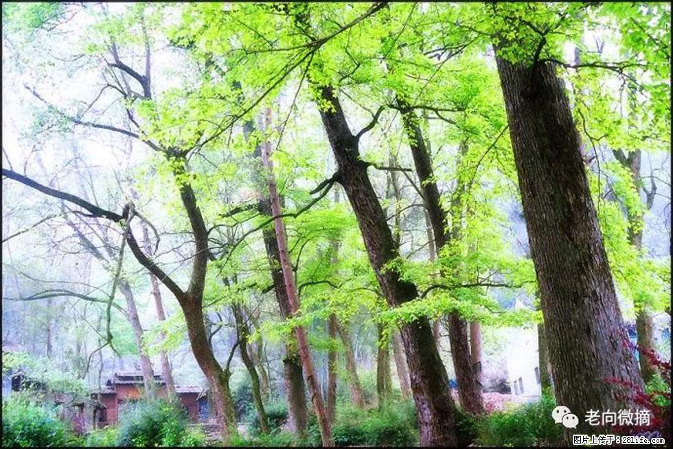 【春天，广西桂林灌阳县向您发出邀请！】在小龙村与春天约会 - 游山玩水 - 陇南生活社区 - 陇南28生活网 ln.28life.net