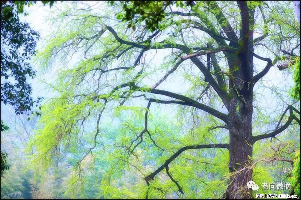 【春天，广西桂林灌阳县向您发出邀请！】在小龙村与春天约会 - 游山玩水 - 陇南生活社区 - 陇南28生活网 ln.28life.net