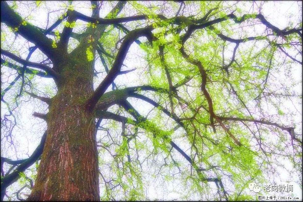 【春天，广西桂林灌阳县向您发出邀请！】在小龙村与春天约会 - 游山玩水 - 陇南生活社区 - 陇南28生活网 ln.28life.net