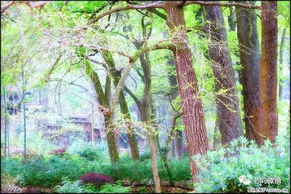 【春天，广西桂林灌阳县向您发出邀请！】在小龙村与春天约会 - 游山玩水 - 陇南生活社区 - 陇南28生活网 ln.28life.net