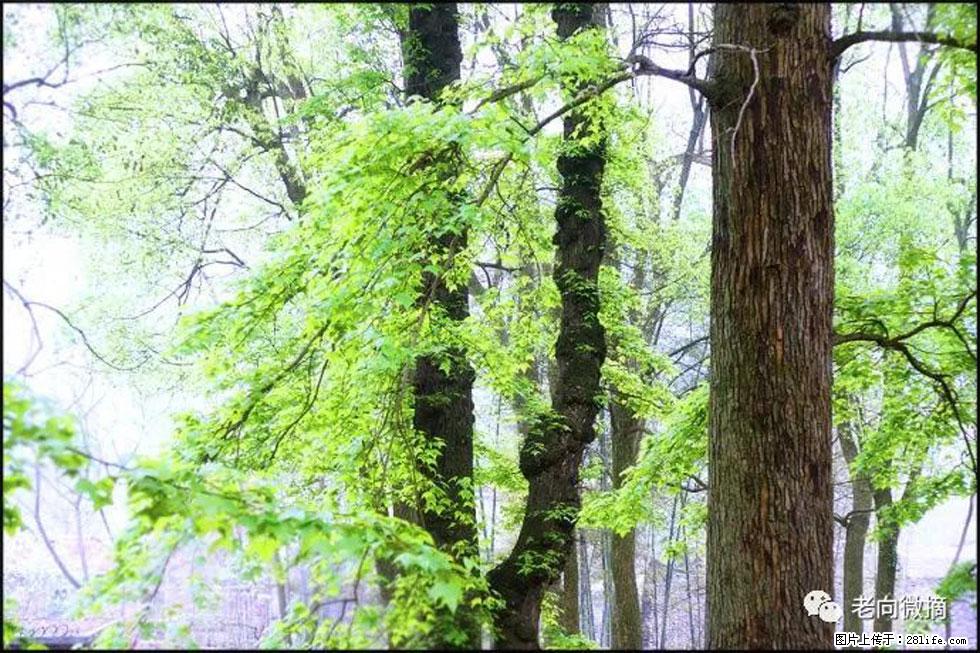【春天，广西桂林灌阳县向您发出邀请！】在小龙村与春天约会 - 游山玩水 - 陇南生活社区 - 陇南28生活网 ln.28life.net