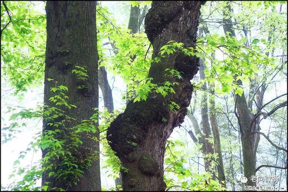 【春天，广西桂林灌阳县向您发出邀请！】在小龙村与春天约会 - 游山玩水 - 陇南生活社区 - 陇南28生活网 ln.28life.net