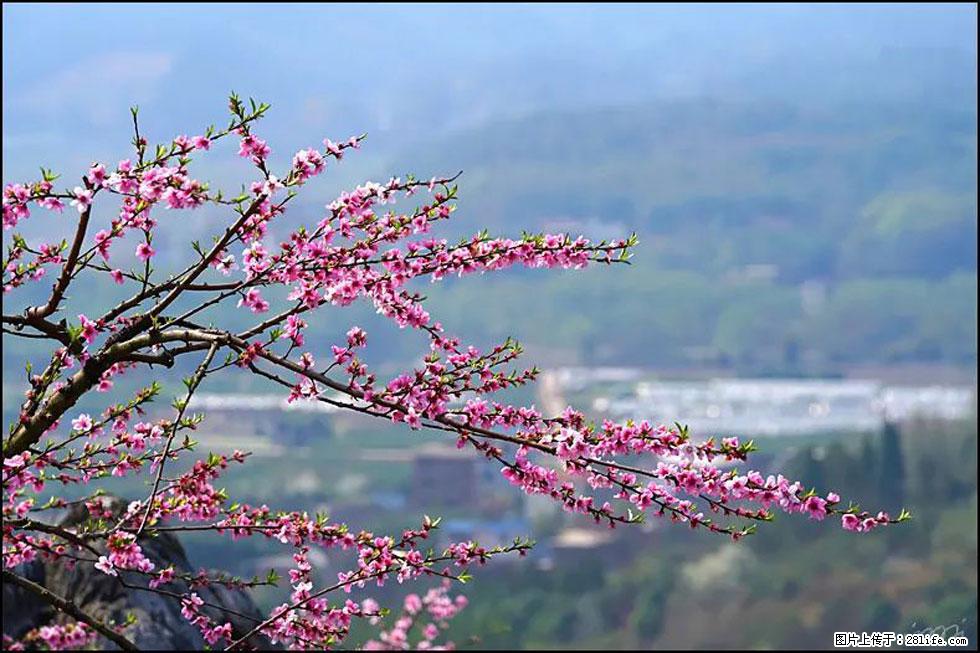 【春天，广西桂林灌阳县向您发出邀请！】望月岭上桃花开 - 游山玩水 - 陇南生活社区 - 陇南28生活网 ln.28life.net