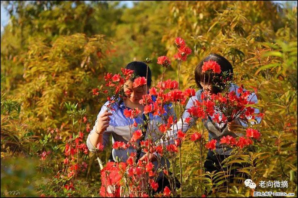 【春天，广西桂林灌阳县向您发出邀请！】登麒麟山，相约映山红 - 游山玩水 - 陇南生活社区 - 陇南28生活网 ln.28life.net