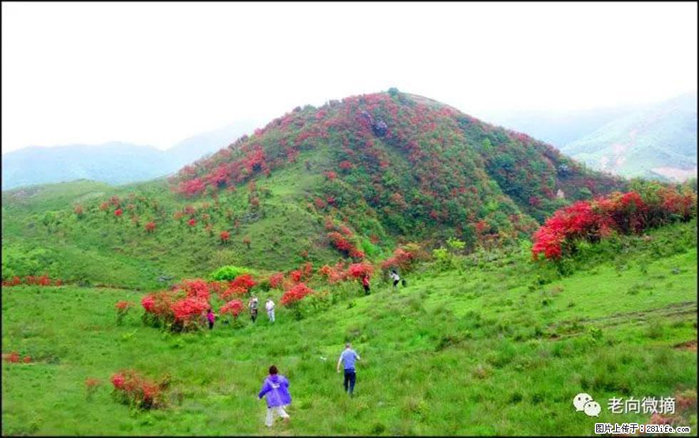 【春天，广西桂林灌阳县向您发出邀请！】宝盖山上映山红 - 游山玩水 - 陇南生活社区 - 陇南28生活网 ln.28life.net