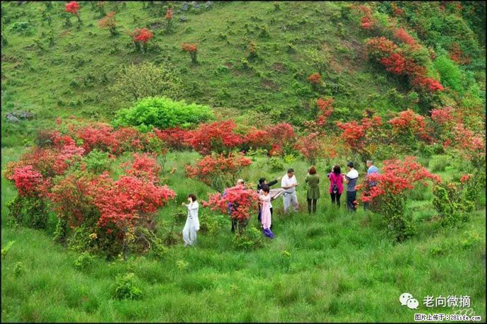 【春天，广西桂林灌阳县向您发出邀请！】宝盖山上映山红 - 游山玩水 - 陇南生活社区 - 陇南28生活网 ln.28life.net