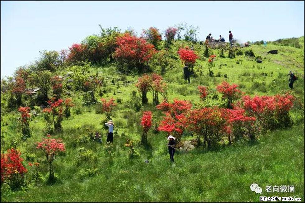 【春天，广西桂林灌阳县向您发出邀请！】宝盖山上映山红 - 游山玩水 - 陇南生活社区 - 陇南28生活网 ln.28life.net
