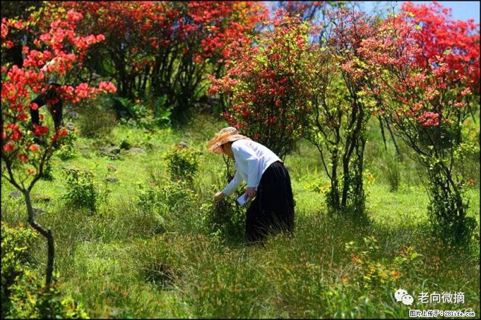 【春天，广西桂林灌阳县向您发出邀请！】宝盖山上映山红 - 游山玩水 - 陇南生活社区 - 陇南28生活网 ln.28life.net