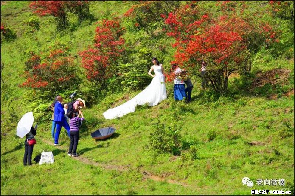 【春天，广西桂林灌阳县向您发出邀请！】宝盖山上映山红 - 游山玩水 - 陇南生活社区 - 陇南28生活网 ln.28life.net