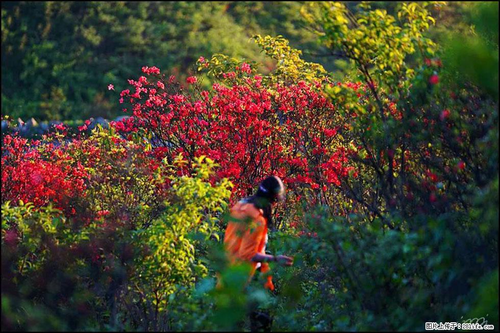 【春天，广西桂林灌阳县向您发出邀请！】春木界上映山红 - 游山玩水 - 陇南生活社区 - 陇南28生活网 ln.28life.net