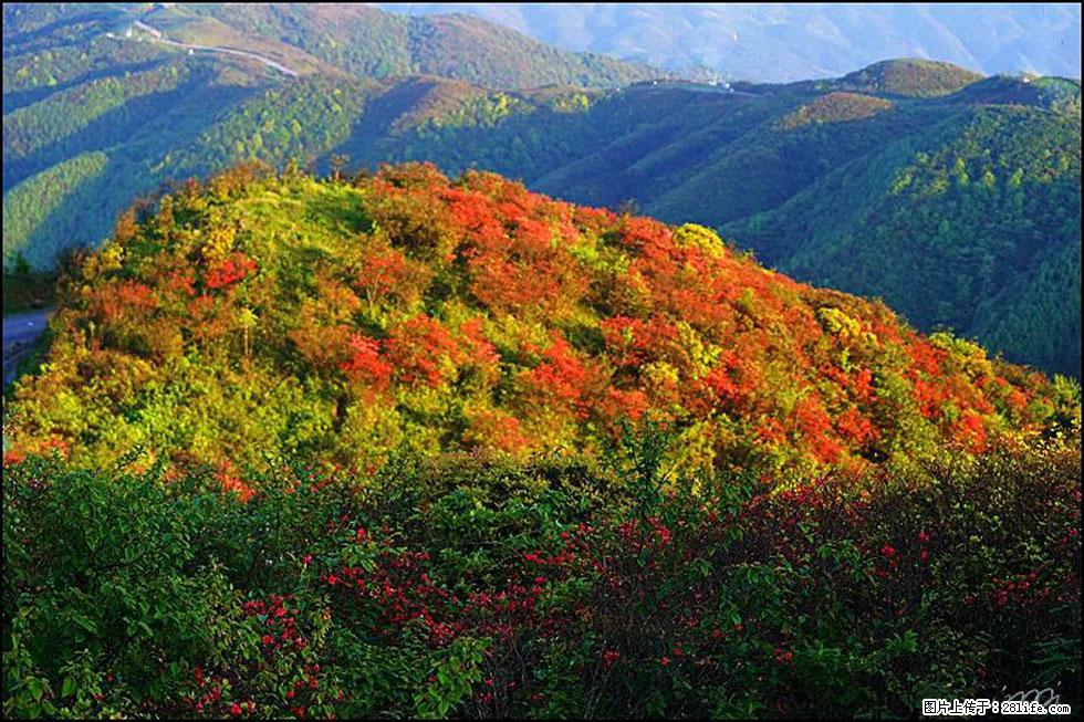【春天，广西桂林灌阳县向您发出邀请！】春木界上映山红 - 游山玩水 - 陇南生活社区 - 陇南28生活网 ln.28life.net