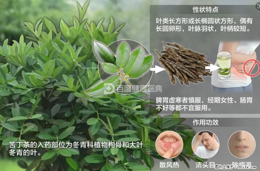 苦丁茶有哪些功效和作用 - 生活百科 - 陇南生活社区 - 陇南28生活网 ln.28life.net