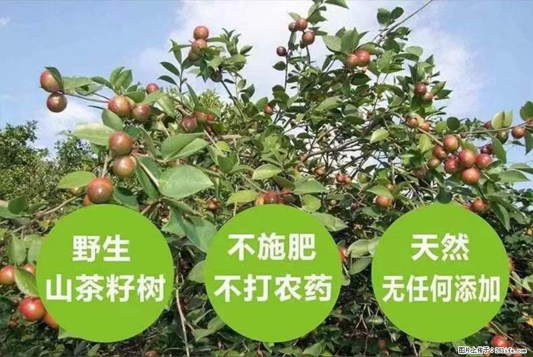 【灌阳县油茶产业示范区】一个有着充实的精神生活的人，对待身外之物自会有一种淡泊的态度 - 土特产 - 饮食特产 - 陇南分类信息 - 陇南28生活网 ln.28life.net