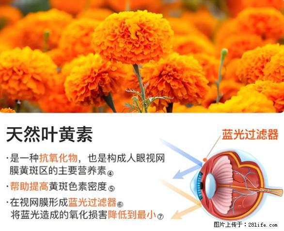 叶黄素有什么功效和作用 - 生活百科 - 陇南生活社区 - 陇南28生活网 ln.28life.net