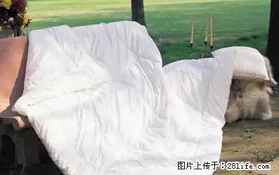 被子有异味？只要这样做，比晒太阳还强100倍！ - 家居生活 - 陇南生活社区 - 陇南28生活网 ln.28life.net