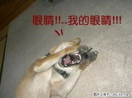 笑癫了！一女的怀孕三年未生，他终于忍不住了... - 娱乐八卦 - 陇南生活社区 - 陇南28生活网 ln.28life.net