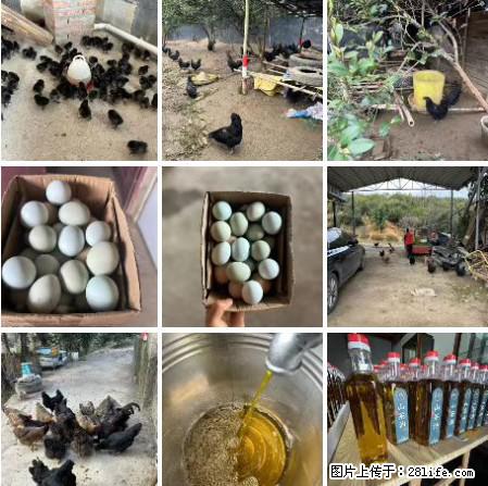 油茶园从小鸡仔开始养起的纯土鸡、土鸡蛋可以预定啦！还有前几天刚榨的纯山茶油哦 - 美食天地 - 陇南生活社区 - 陇南28生活网 ln.28life.net