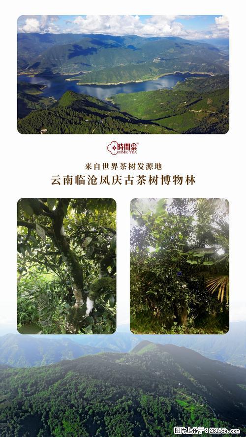 时间果百年古树2025年春红茶 - 购物交流 - 陇南生活社区 - 陇南28生活网 ln.28life.net