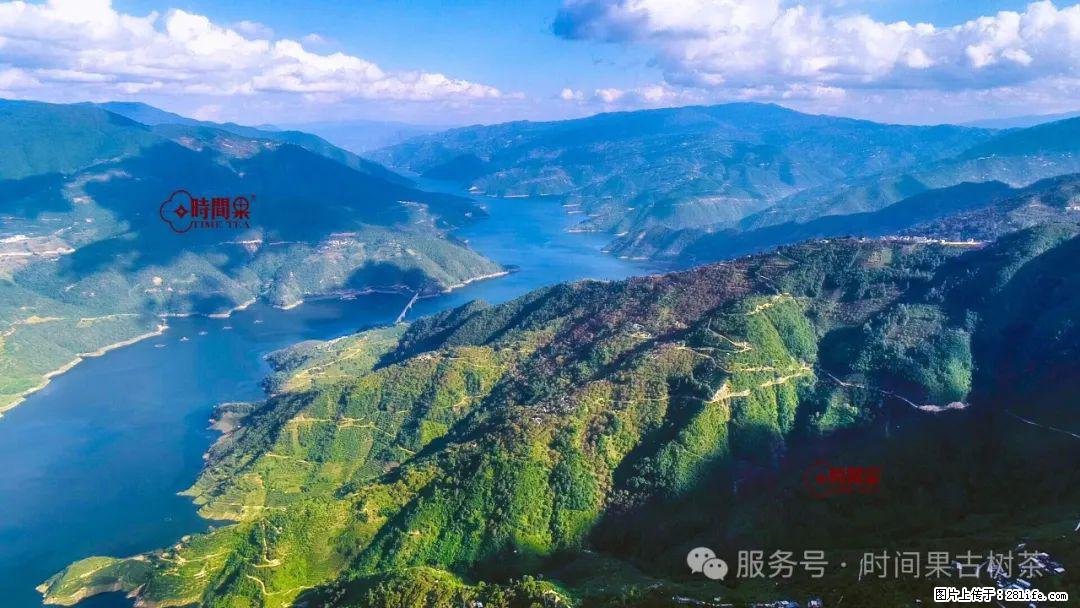 时间果百年古树龙珠普洱生茶 - 购物交流 - 陇南生活社区 - 陇南28生活网 ln.28life.net
