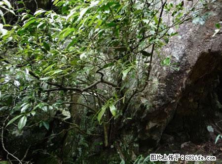 平乐石崖茶，珍贵仅次于金花茶 - 陇南生活资讯 - 陇南28生活网 ln.28life.net