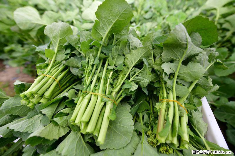 这些蔬菜是“天然钙片”，这6种被医生重点推荐 - 陇南生活资讯 - 陇南28生活网 ln.28life.net